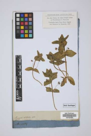 Anagallis latifolia