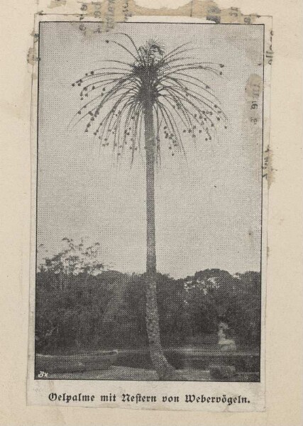 Bilder aus Bagamoyo, Oelpalme mit Nestern von Webervögeln