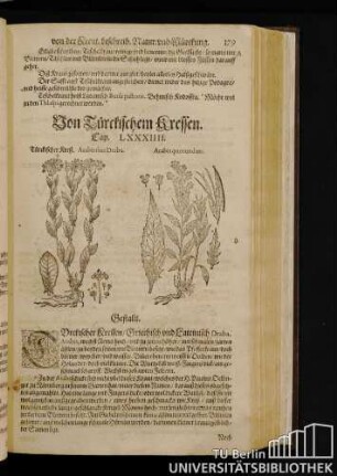 Cap. LXXXIIII. Von Tuerkischem Kressen.