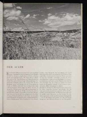 Der Acker