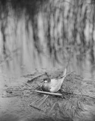 Trauerseeschwalbe : Trauerseeschwalbe (Childonias niger Linnaeus) beim Brüten.
