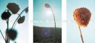 Drei Einzelfotos: Sonnenblume (Altersgruppe 18-21)