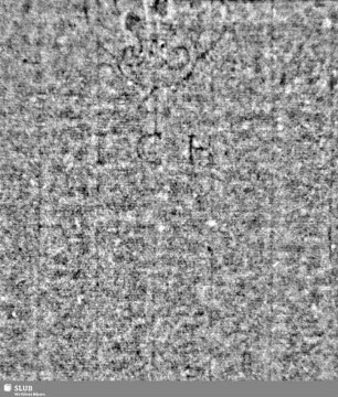 Lilienschild (gekrönt) / KB = S.51/52