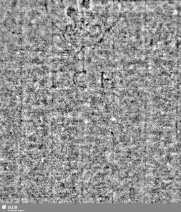 Lilienschild (gekrönt) / KB = S.51/52