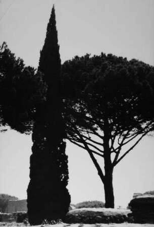 Bäume, aufgenommen in Ostia (Italien)