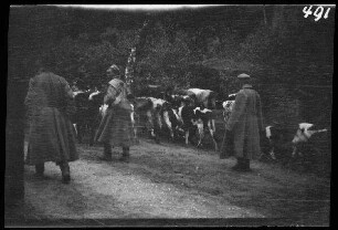 zwischen Schaulen (=Šiauliai, Litauen) und Tilsit (=Sowetsk, Oblast Kaliningrad, Russland): Soldaten neben Milchvieh auf einer Straße ("Russische Gefangene und Beute an der Straße Schaulen-Tilsit. April-Juni 1915")