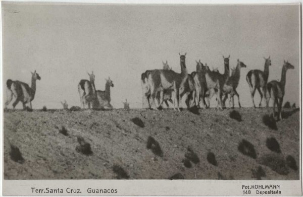 Guanacos