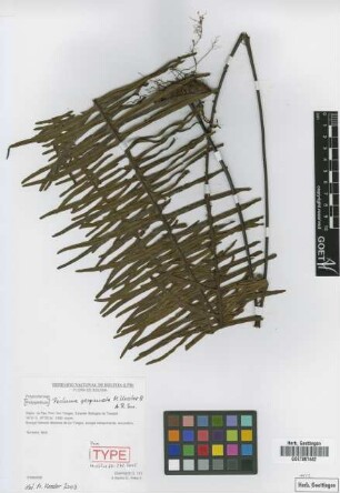 Pecluma perpinnata M.Kessler & A.R.Sm. [paratype]