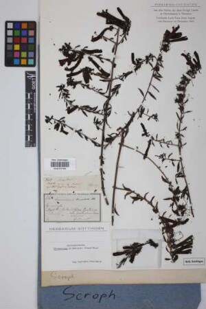 Lamourouxia lanceolata Benth.