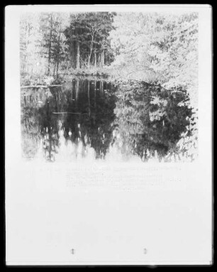 Weiher im Walde