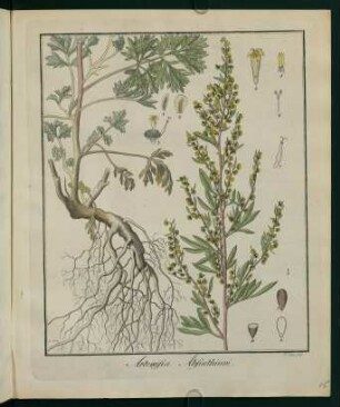15r, Artemisia Absinthium