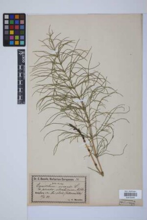 Equisetum arvense L.