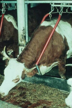 Fotografie: Stallsystem, Milchviehhaltung, Anbindevorrichtung