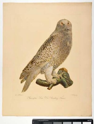 Strix nÿctesa. Linn. Der Schneekauz. Femina. - Schneeeule. Bubo scandiacus; fem. - Zeichner: Ambrosius Gabler; Stecher: Johann Carl Bock