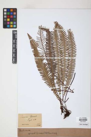 Blechnum spicant (L.) F.W.Weiss