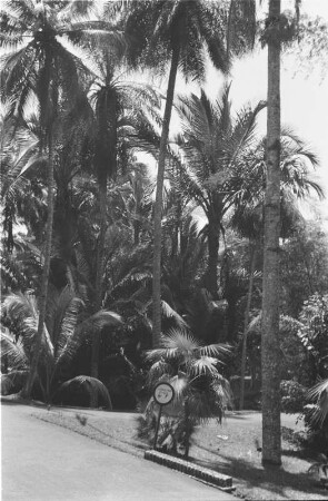 Im Botanischen Garten von Buitenzorg : Palmenlandschaft