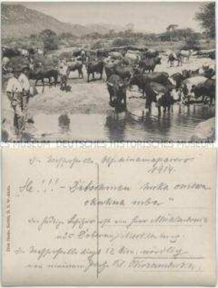 Rinderherde an der Wasserstelle bei Omaruru, mit handschriftlichen Bemerkungen über den Feldzug von Hauptmann Franke gegen die Herero in Februar 1904