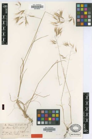 Bromus cappadocicus Boiss. & Balansa [type]