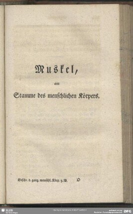 Muskel, am Stamme des menschlichen Körpers