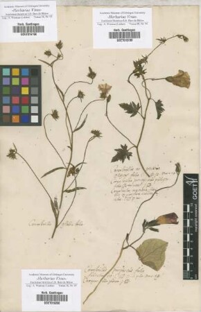 Convolvulus
