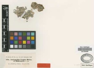 Astragalus capito Boiss. & Hohen. [type]