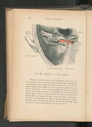 Fig. 128. Mittelohr von oben geöffnet.