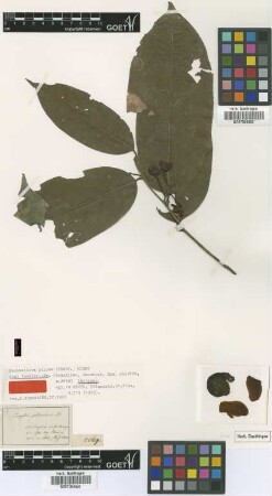 Lecythis pedicellaris DC. [isotype]