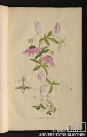 [Tab. 36.] Passiflora hybrida nob.