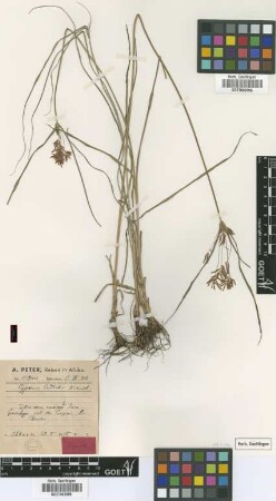 Cyperus endlichii Kük. [type]