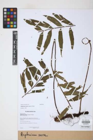 Asplenium serra Langsd. & Fisch.