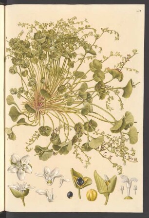Claytonia perfoliata, Blatt 224