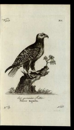 No 17. der gemeine Adler. Falco aquila.