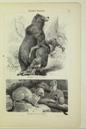 Grislibär (Ursus horribilis)