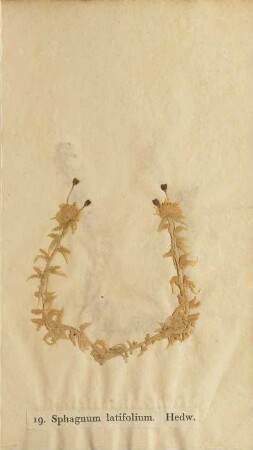 19. Sphagnum latifolium. Hedw.
