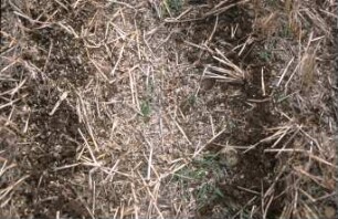 Fotografie: Pflanzenproduktionsverfahren, Säverfahren, Direktsaat