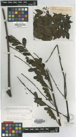 Jacaranda macrocarpa Bureau & K.Schum. [isotype]