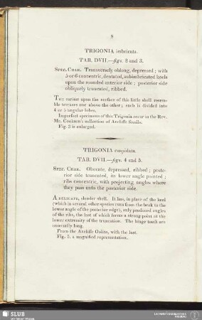 Trigonia cuspidata. Tab. DVII.—figs. 4 and 5