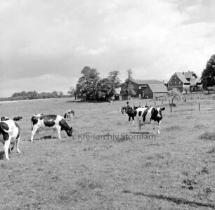 Altenfelder Straße Richtung Mollhagen: Landwirtschaft: Weide mit Rinderherde: hinten rechts Häuser zwischen Bäumen