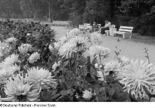 Blumenbeet im Clara-Zetkin-Park