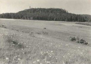 Echte Arnika (Arnica montana), auch Bergwohlverleih am Geising