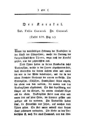 ¬Der¬ Karakal : Lat. Felis Caracal ; Fr. Caracal ; (Tafel XIV, Fig. 2)