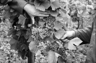 Ihringen: Durch Spritzmittel vertrocknete Trauben, mit Winzer im Weinberg