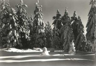 Osterzgebirge. Verschneite Fichten am Rand des Georgenfelder Hochmoores