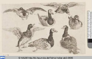 Sieben türkische Enten