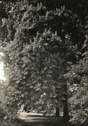 Blühende Gewöhnliche Rosskastanie (Aesculus hippocastanum), auch Gemeine Rosskastanie oder Weiße Rosskastanie