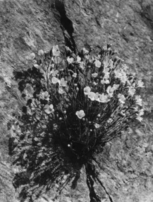 Blaugrüner Steinbrech (Saxifraga caesia), Pflanzenart der Gattung Steinbrech (Saxifraga) in der Familie der Steinbrechgewächse (Saxifragaceae)