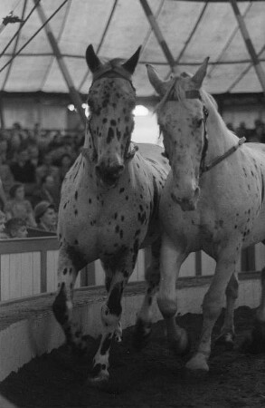 Zwei Zirkuspferde des Volkseigenen Circus Aeros bei einem Auftritt vor Publikum in der Manege