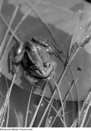 Frosch in einem Tümpel
