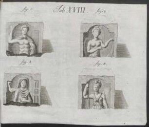 Tab. XVIII.