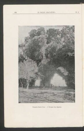 [Fotogravura da] Fazenda Santa Cruz - O bosque dos bambús